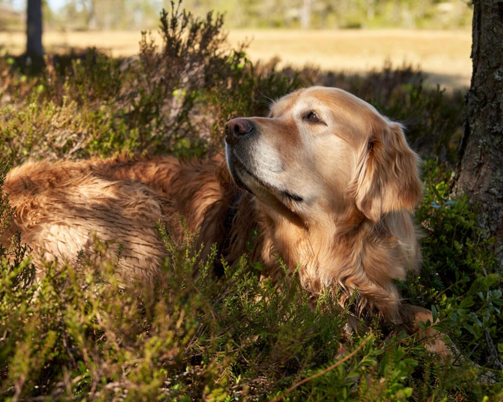 Free stock photo of adult female dog, beautiful, blue sky